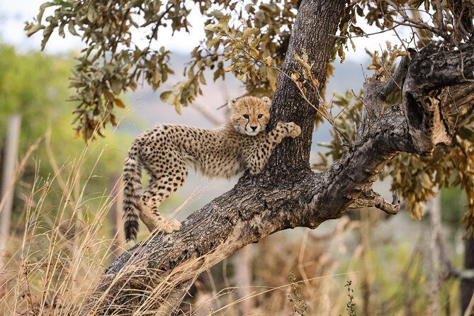 Sunrise Game Drive in Big5 Reserve - Blue Canyon Private Game Reserve, and the Big Five Region Feel
