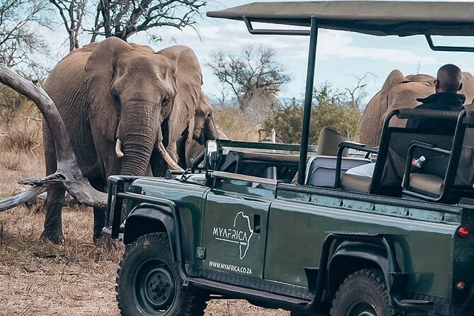 Sunrise Game Drive in Big5 Reserve - Group Size: Why Max 9 Travelers Is a Big Deal
