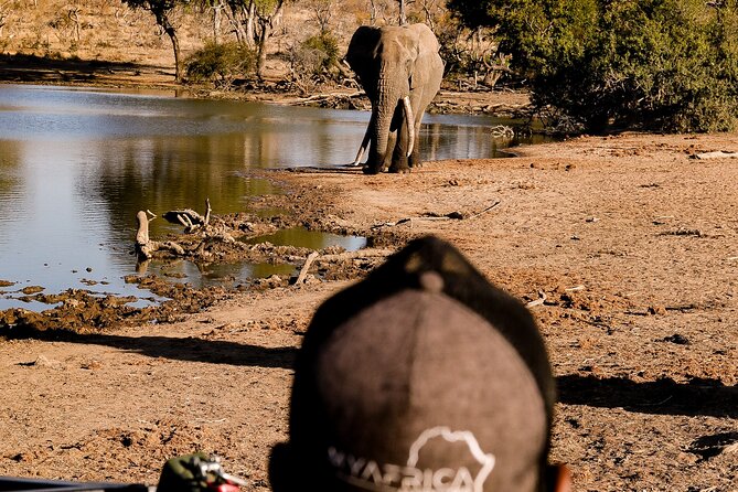 Sunrise Game Drive in Big5 Reserve - What the 4-Hour Format Gives You (and What It Does Not)