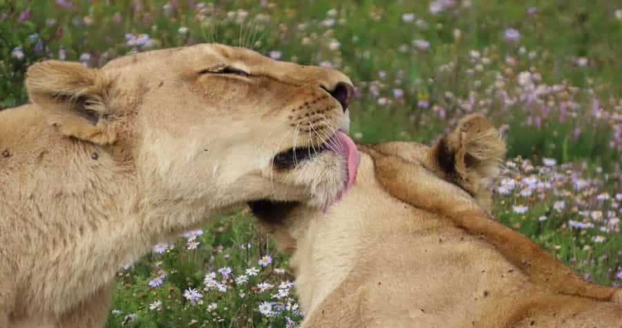 Sunrise Safari - through Addo Park to Schotia reserve - Sunrise Safari Route: Addo Elephant National Park to Schotia, in one morning