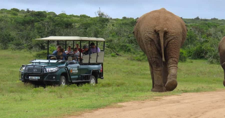 Sunrise Safari - through Addo Park to Schotia reserve - The 4-hour reality: what the schedule gives you, and what it can’t