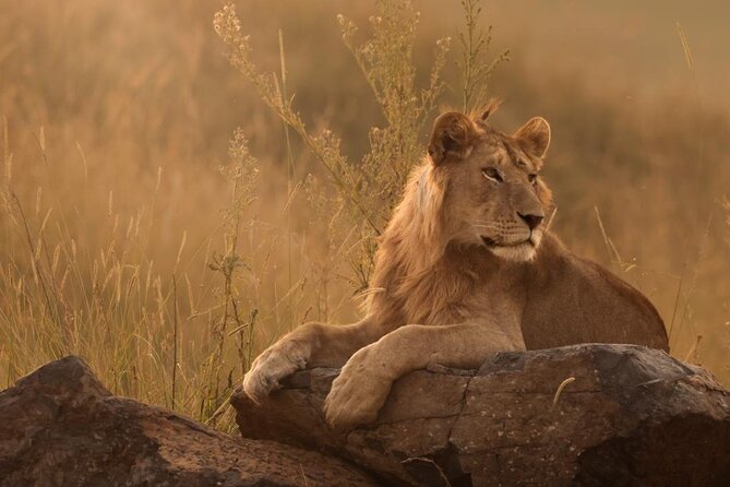 Sunset Game Drive in Big5 Reserve - Sunset Game Drive in Hoedspruit: What This Is Really Like