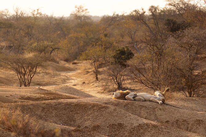 Sunset Game Drive in Big5 Reserve - On the Vehicle: How the Guide Makes It Work