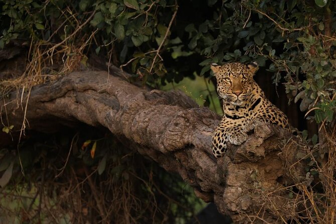 Sunset Game Drive in Big5 Reserve - The Sundowners Stop: Snacks, Stretching, and Sense-Making