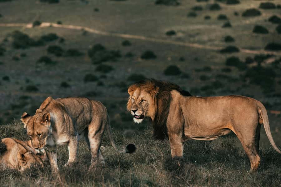 Sunset Safari at the big 5 Game Reserve All inclusive - Key things to know