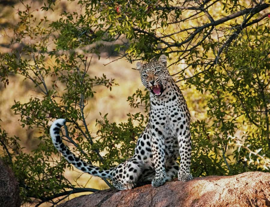 Sunset Safari at the big 5 Game Reserve All inclusive - Cape Town pickup, then straight to the Western Cape reserve