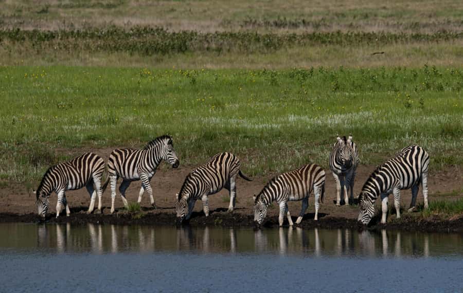 Sunset Safari at the big 5 Game Reserve All inclusive - How the reserve visit actually runs, from waiting to spotting