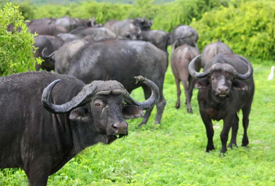 Sunset Safari at the big 5 Game Reserve All inclusive - Price value check for $280 per person