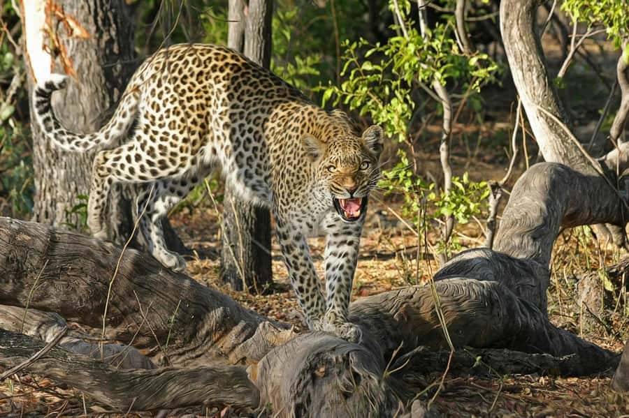 Sunset Safari at the big 5 Game Reserve All inclusive - Open-air 4x4 game drive at golden hour
