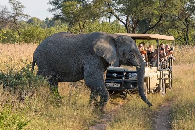 Sunset Safari Big 5 Aquila with Snacks and Wine Tasting - A day that mixes history, wine, and wildlife