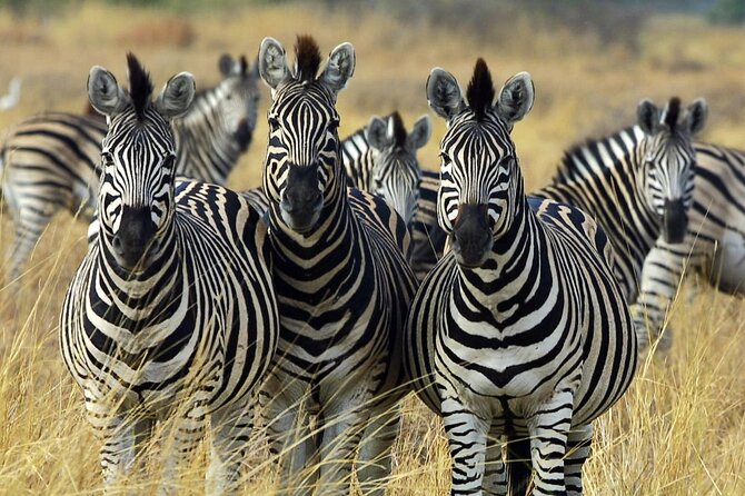 Sunset Safari Big 5 Aquila with Snacks and Wine Tasting - Key highlights to know before you book