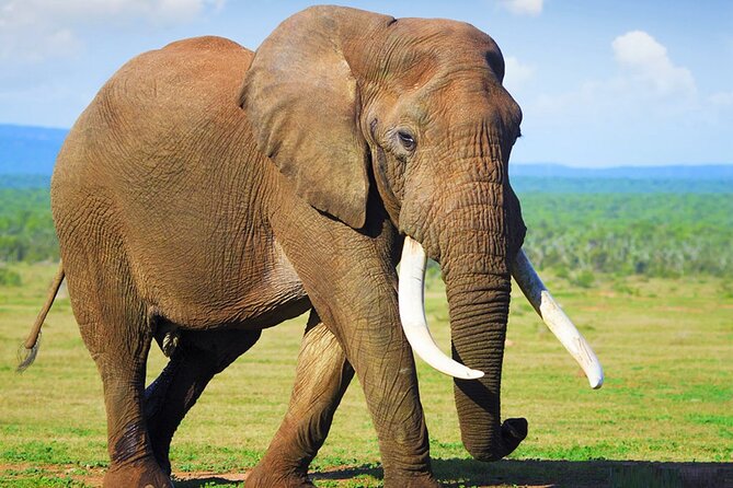 Sunset Safari Big 5 Aquila with Snacks and Wine Tasting - Snacks, safety, and comfort, so wildlife is the focus