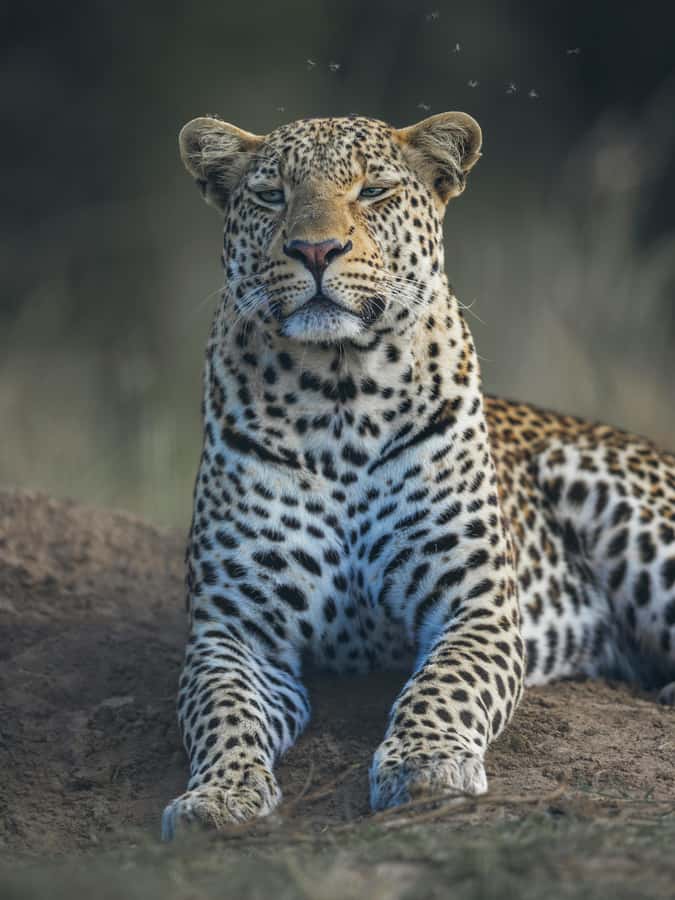 sunset safari big 5 Game reserve Group Tour - Key takeaways before you go