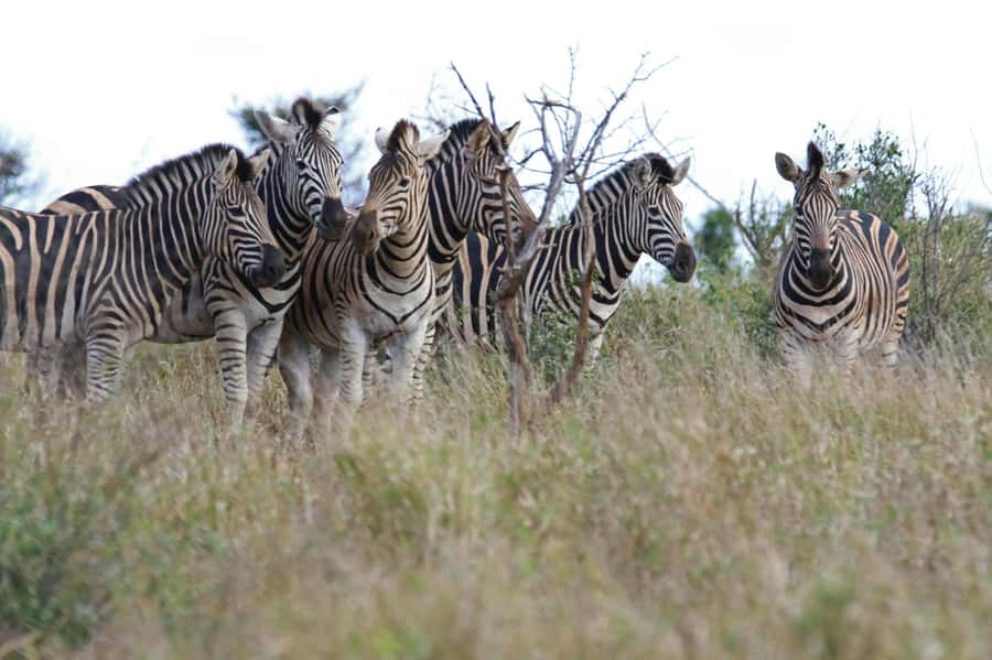 sunset safari big 5 Game reserve Group Tour - Aquila in golden hour, your guided game drive and photo stops