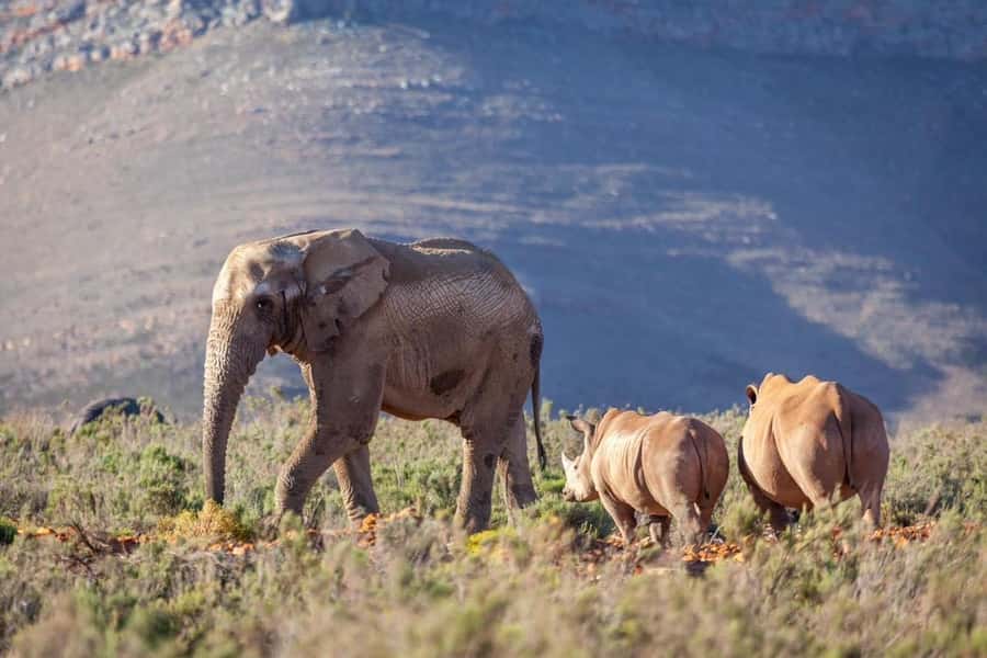 sunset safari big 5 Game reserve Group Tour - Who makes or breaks the day, guides like Enoch Mukidi and Yannick