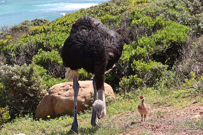 Supersaver: Cape of Good Hope and Cape Point Day Tour from Cape Town - What You Really Get in This Cape Peninsula Day Tour