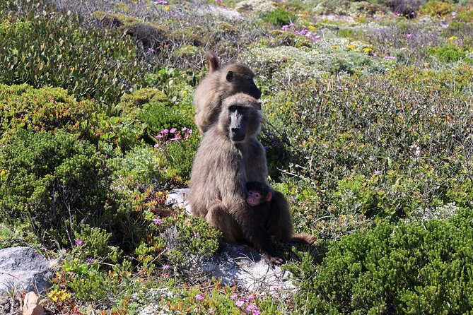 Supersaver: Cape of Good Hope and Cape Point Day Tour from Cape Town - Hout Bay Harbor and Duiker Island: Seals or the Flea Market