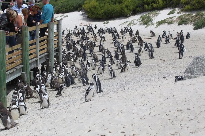 Swim with Penguins At Boulders Chapman's Peak Exc Entry Fees - Cape Point Nature Reserve and lighthouse area: where the bird-and-plant nerds win