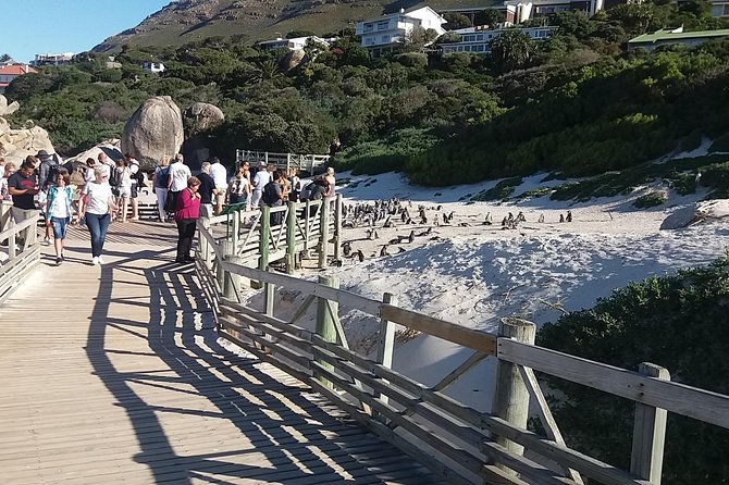 Swim with Penguins At Boulders Chapman's Peak Exc Entry Fees - Boulders Beach Penguin Colony in Simon’s Town: the wildlife moment