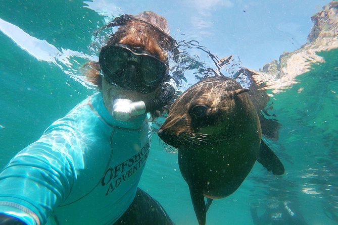 Swim with Seals - Key highlights worth your attention