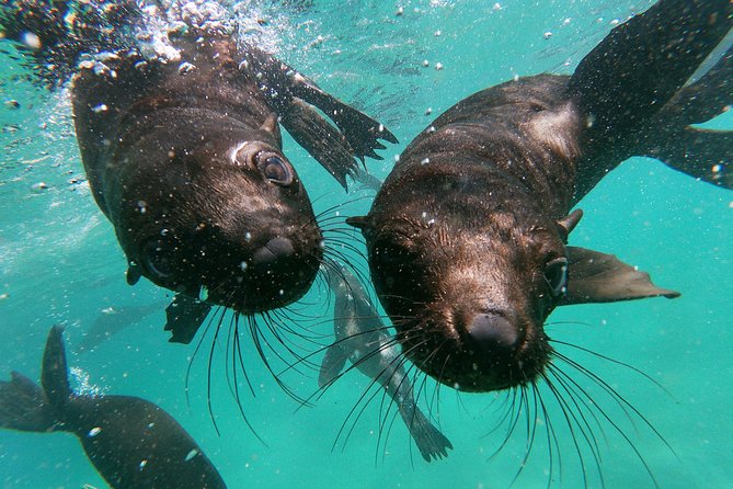 Swim with Seals - Stop 2 in the Robberg Marine Protected Area: snorkel with the colony