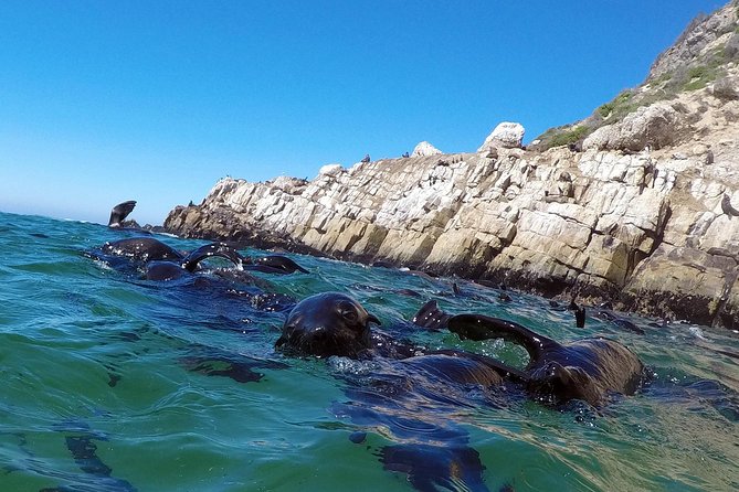Swim with Seals - What it is like in the water: curious seals, odd moments, real joy