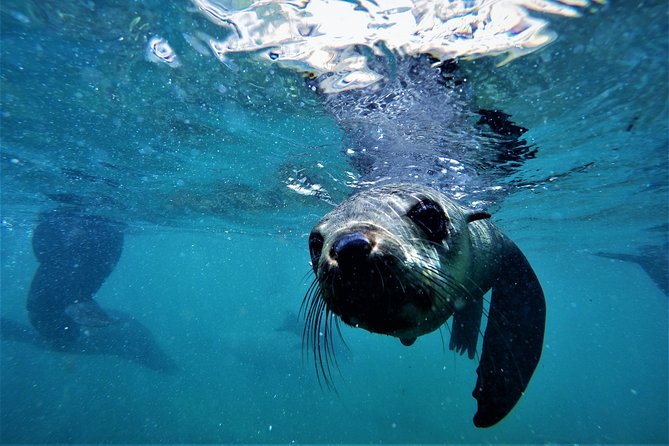 Swim with Seals - Gear, photos, and what to bring for the day