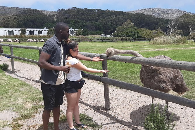 Table Mountain and Cape of Goodhope - Optional Cape Point Ostrich Farm: feeding, leather products, and a reality check