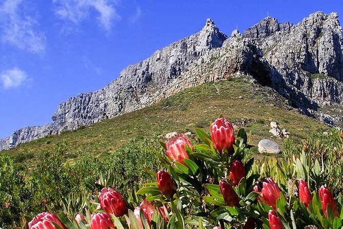 Table Mountain and Cape Town City Half-Day Trip - The Table Mountain cable car reality, queues, and weather calls