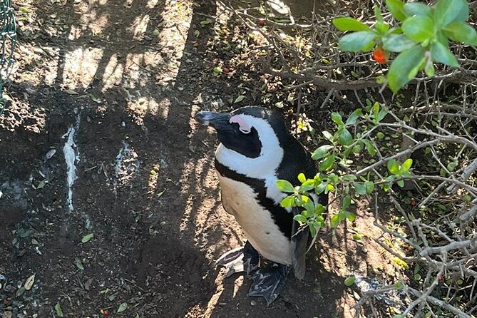 Table Mountain and Penguins Half Day Shared Group Tour - A half-day Cape Town route that starts early, and stays focused