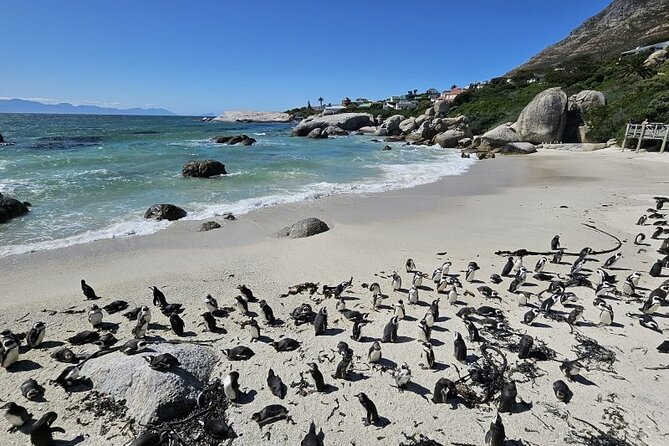 Table Mountain Boulder's Beach and Cape Point - Hout Bay Beach and the Atlantic Seaboard Drive