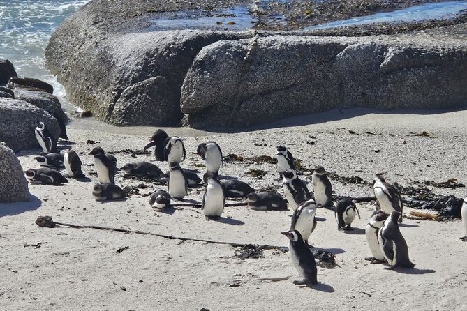 Table Mountain Boulder's Beach and Cape Point - Boulders Beach Penguin Colony: Time on the Boardwalk