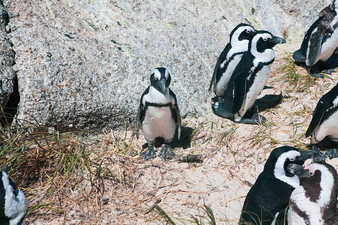Table Mountain, Cape of good hope Full Day Shared Group Tour - What This 9-Hour Shared Tour Really Delivers
