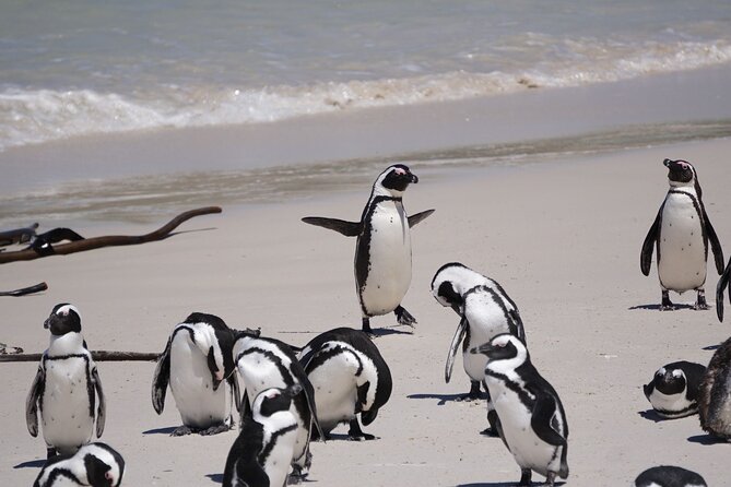 Table Mountain, Cape of good hope Full Day Shared Group Tour - Simon’s Town After the Penguins: Naval Town and Old Streets