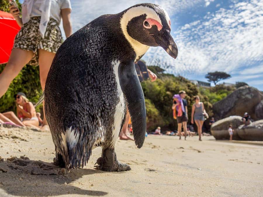 Table Mountain, Cape Of Good Hope, Penguins, Full Day Tour - Price and what you are really paying for