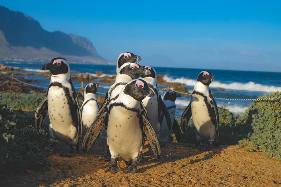 Table Mountain, Cape Of Good Hope, Penguins, Full Day Tour - Muizenberg photo stops and the end of the day