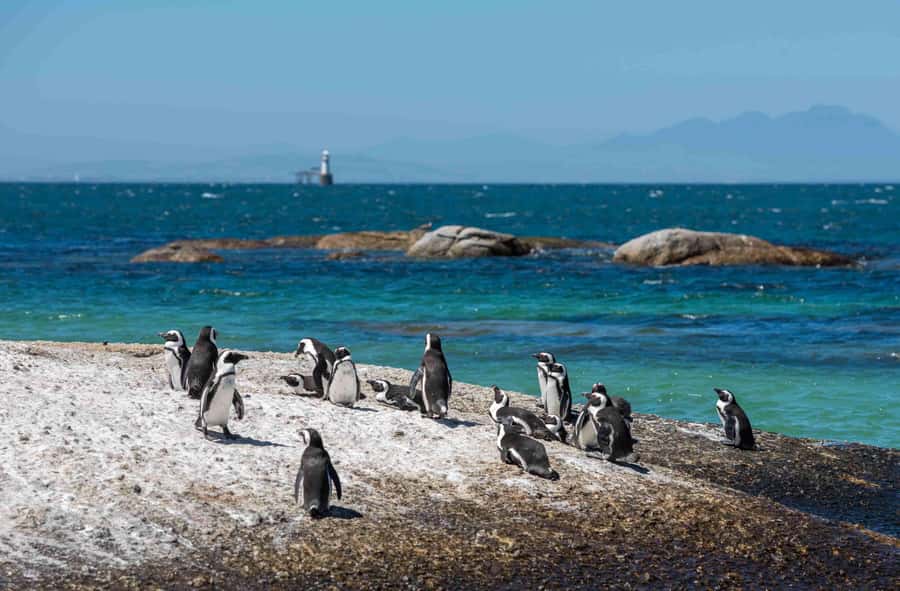 Table Mountain, Cape of Good Hope & Penguins Private Tour - Cape of Good Hope and Cape Point: Guided Cliffs, Wildlife Chances, Lighthouse Views