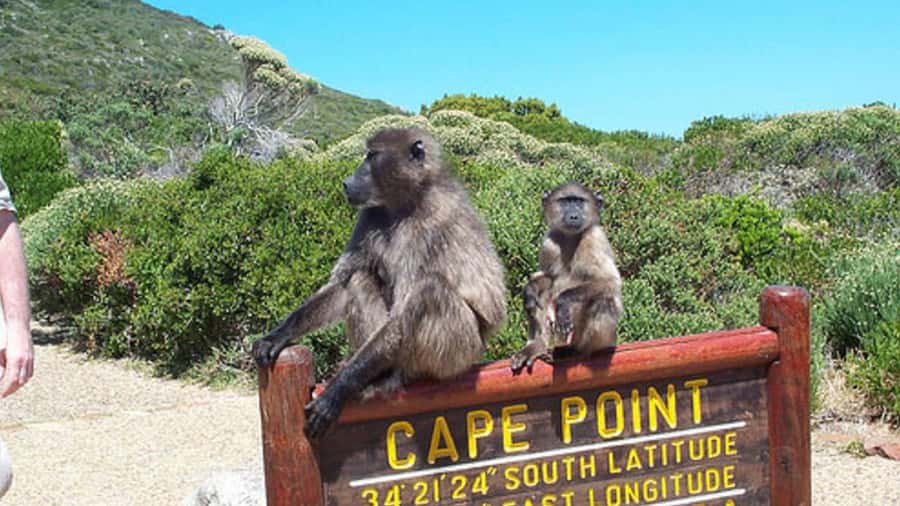 Table Mountain, Cape of Good Hope & Penguins Shared Tour - Start Strong With Pickup, a Driver, and a Clear Plan