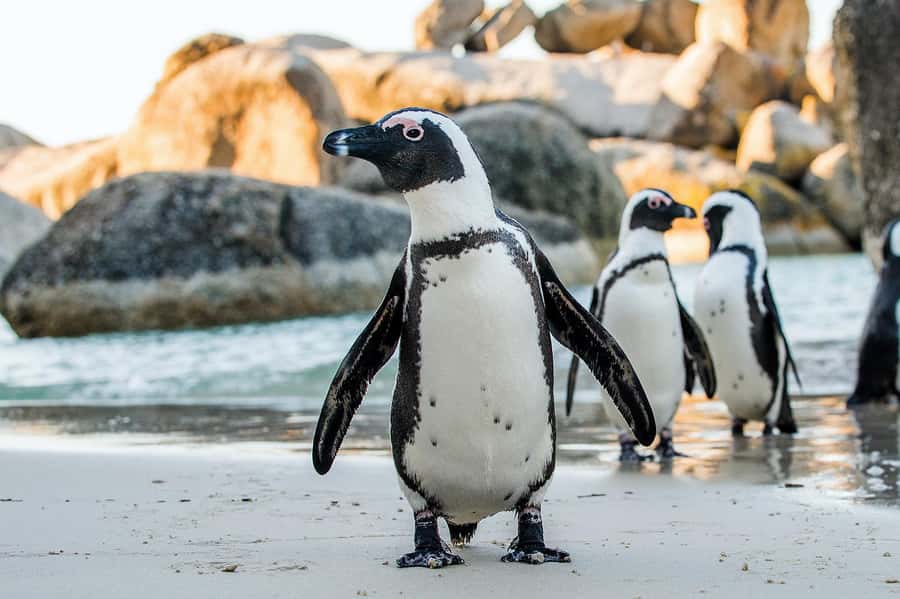 Table Mountain, Cape of Good Hope & Penguins Shared Tour - What Makes This Tour Feel Well Run