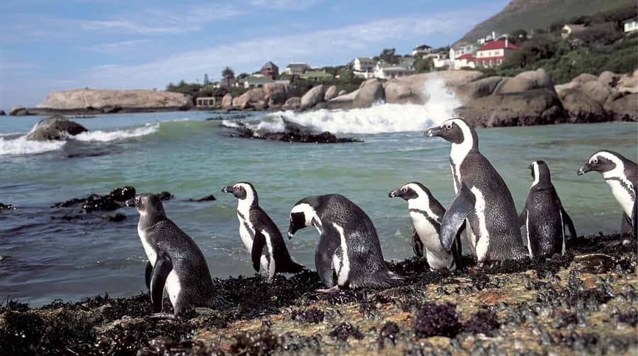 Table Mountain, Cape of Good Hope & Penguins Shared Tour - Price and Value: What $40 Really Buys You