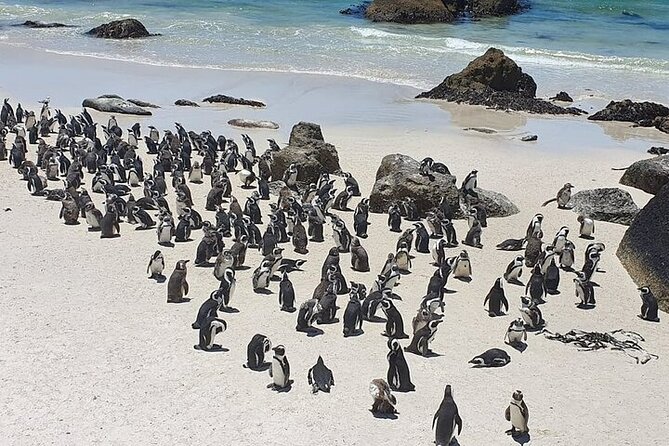 Table Mountain, Cape Point & Penguin Beach ENTRANCE INCLUDED - How the Guide Style Changes the Day (Jimmy, Russell, and Your Expectations)