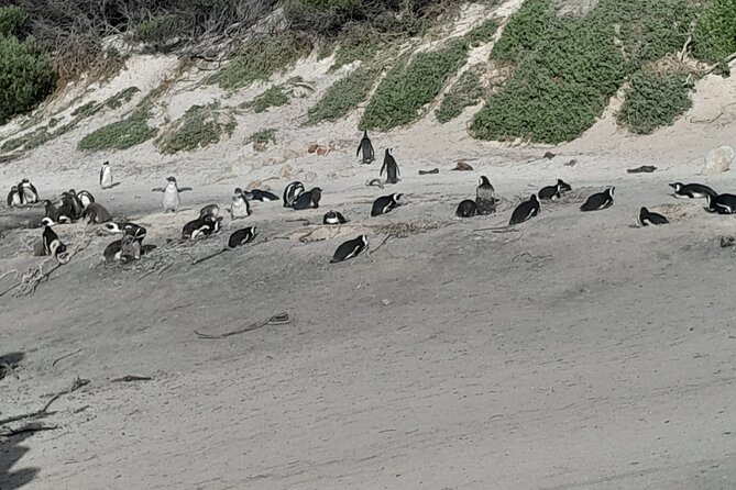 Table Mountain Cape Point Penguin Groot Constantia Private Tour - Chapman’s Peak Drive: the viewpoint stop that feels like a highlight reel