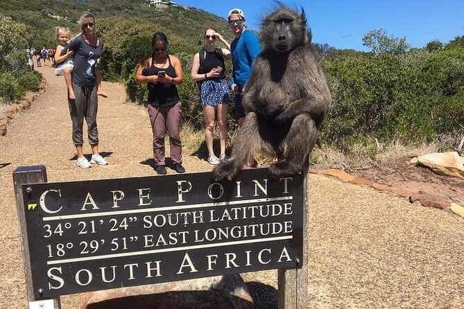 Table Mountain, Cape Point & Penguins Private ,From Cape Town - Cape Point and the Old Lighthouse: Wildlife Views With a Real Sense of Place