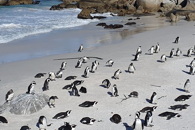 Table Mountain,Cape Point & Penguins Shared Tour, From Cape Town - Price and ticket math, what is included and what you pay extra