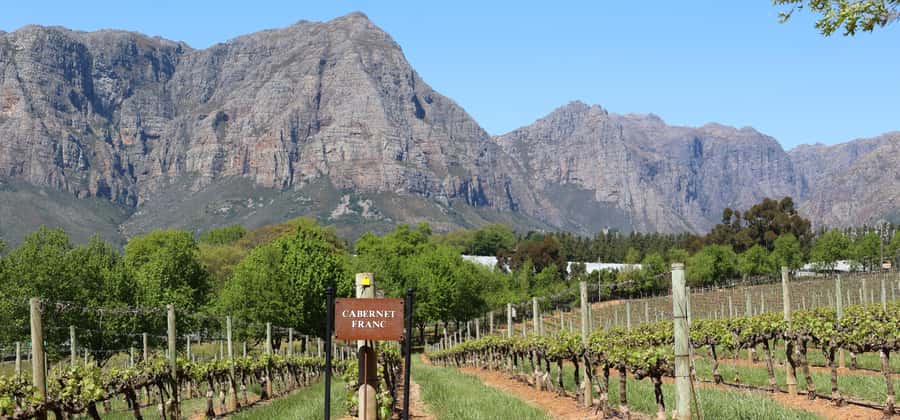 Table Mountain & Constantia Wine Estate Private Combo Tour - Constantia Glen tasting: cool-climate wines with serious views