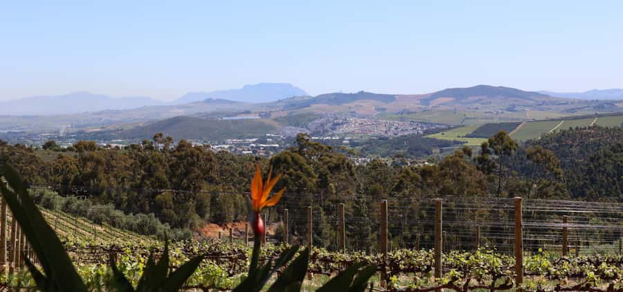 Table Mountain & Constantia Wine Estate Private Combo Tour - Beau Constantia lunch option, plus a quick reset before more tastings