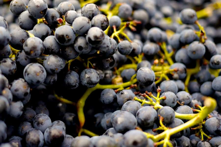 Table Mountain & Constantia Wine Estate Private Combo Tour - Groot Constantia: cellar tour, manor house visit, and chocolate pairing