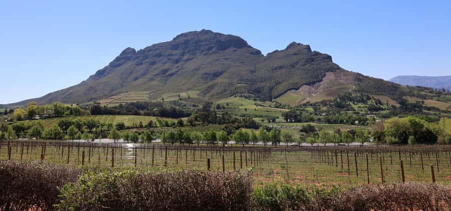 Table Mountain & Constantia Wine Estate Private Combo Tour - Steenberg Estate flagship tasting before the drive back