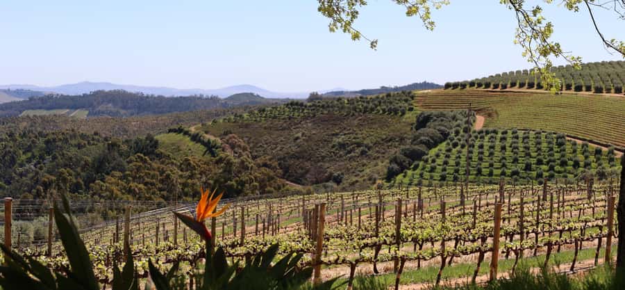 Table Mountain & Constantia Wine Estate Private Combo Tour - Price and value: what you’re really paying for at $210 per person