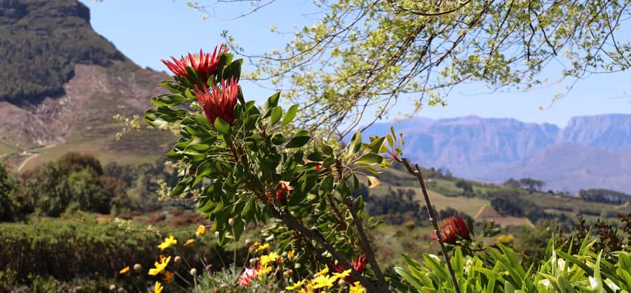 Table Mountain & Constantia Wine Estate Private Combo Tour - What the pacing feels like, and how to make it work for you